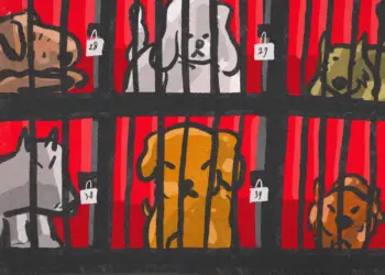 Sanksi untuk Jagal Anjing di Daerah Istimewa Yogyakarta yang Tertunda Realisasinya. MOJOK.CO