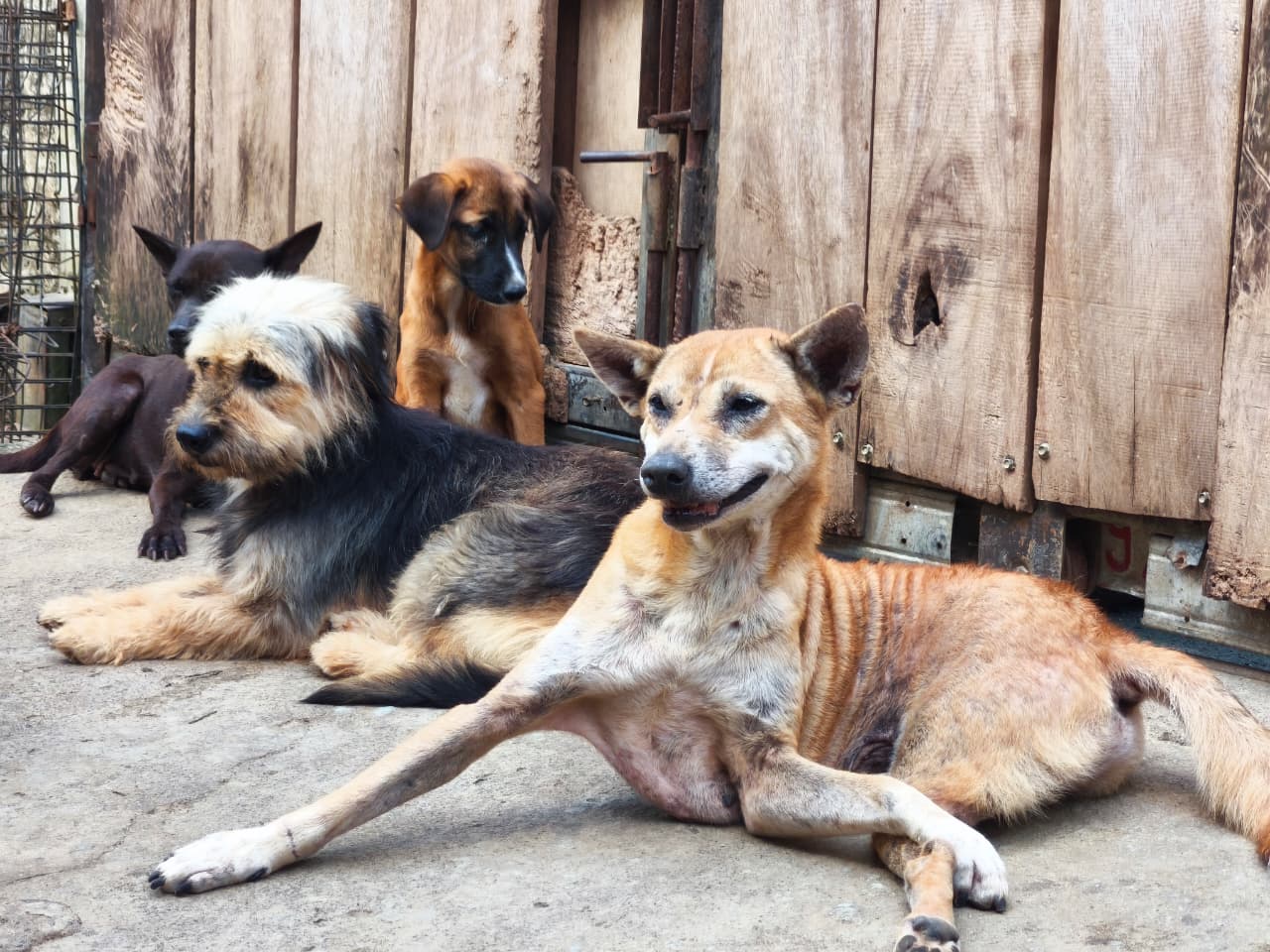 Cerita ia yang merawat dan mengevakuasi anjing malang dari tangan pemburu dan penjagal anjing di Jogja MOJOK.CO