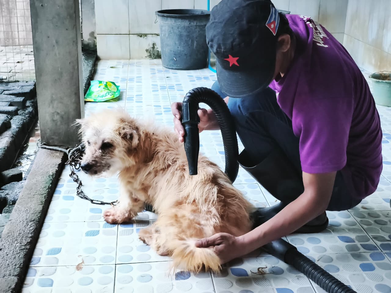Perawatan anjing di shelter RRDC Jogja MOJOK.CO