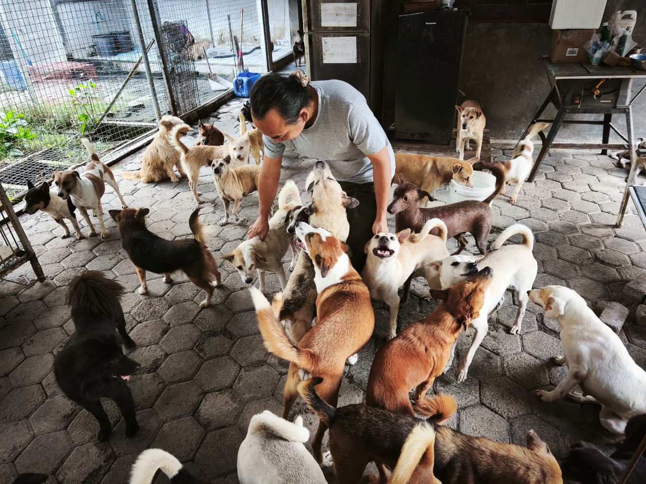 Anjing di RRDC langsung menyambut Victor MOJOK.CO