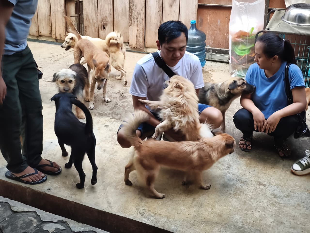 Shelter RRDC terbuka untuk umum untuk bermain bersama anjing, daripada memelihara anjing lalu ditelantarkan dan jadi incaran jagal di Jogja MOJOK.CO