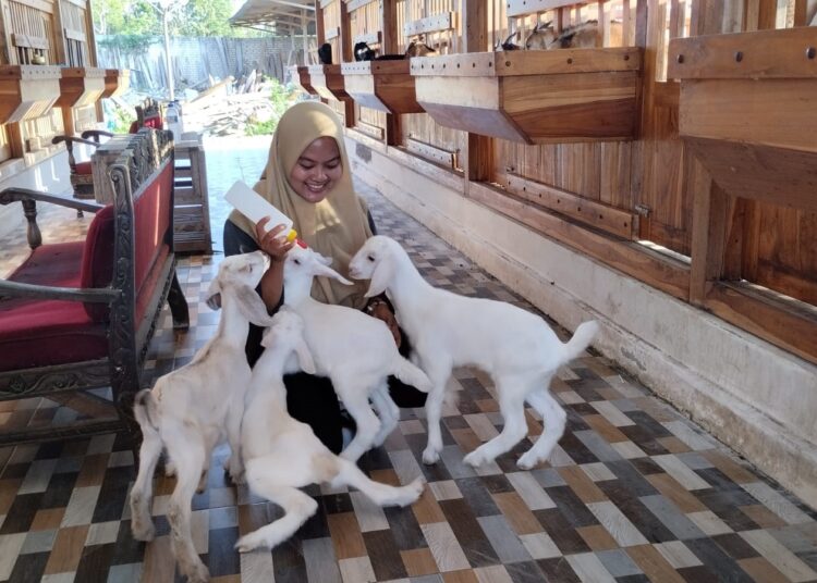Mila memberikan susu pada bayi kambing. MOJOK.CO