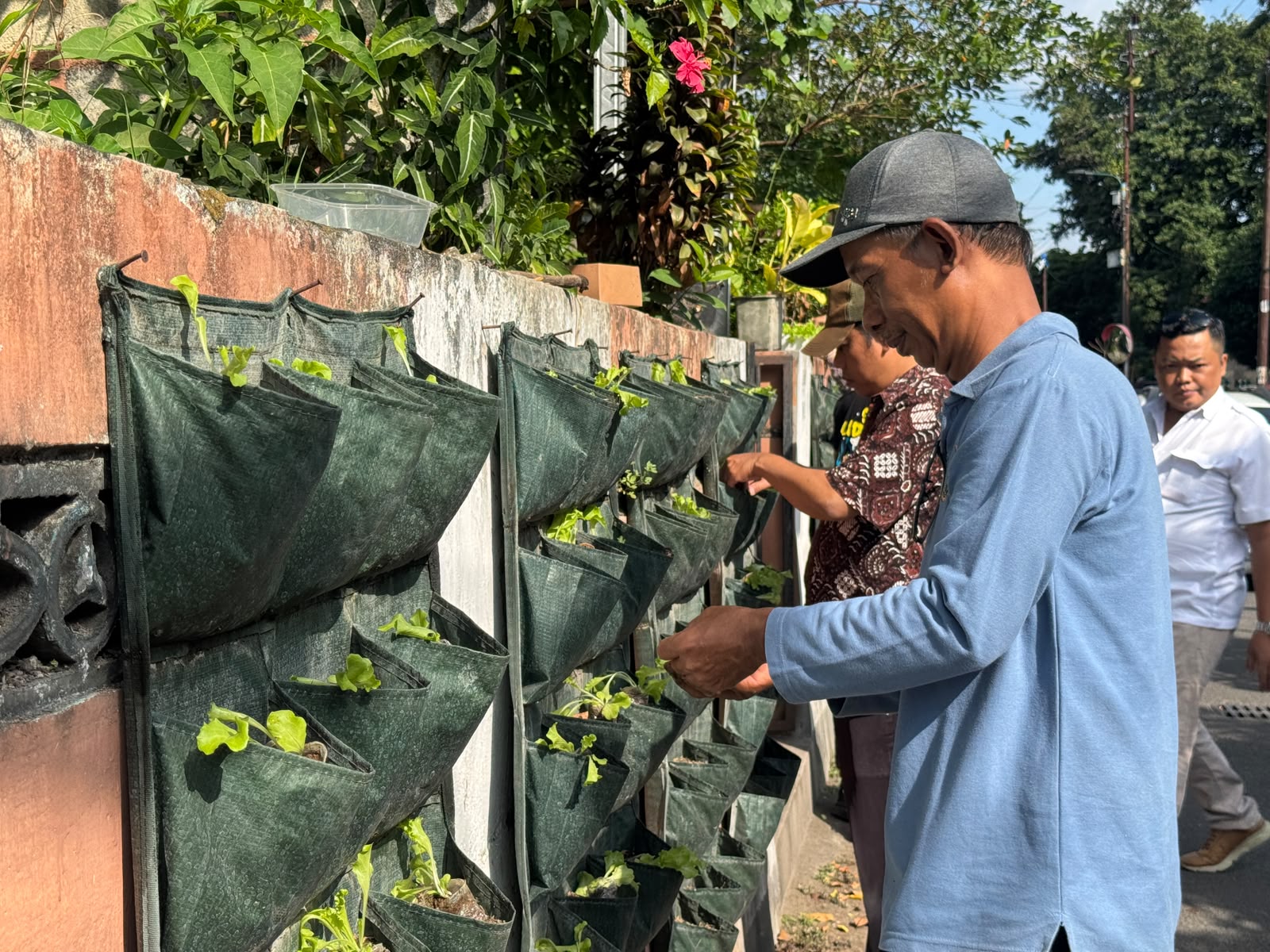 perkebunan di jogja.MOJOK.CO