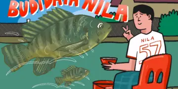 Budi daya ikan nila cuan 18 juta tiap 4 bulan tapi jangan ngasal MOJOK.CO