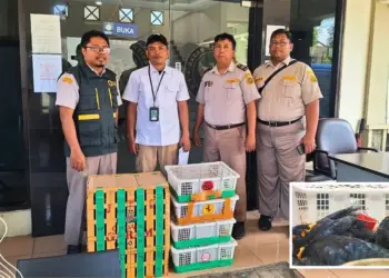 Penggagalan perdagangan ilegal burung di Tanjung Perak Surabaya. Satwa dilindungi dimasukkan boks sampai ada yang mati MOJOK.CO