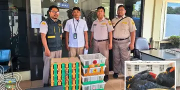 Penggagalan perdagangan ilegal burung di Tanjung Perak Surabaya. Satwa dilindungi dimasukkan boks sampai ada yang mati MOJOK.CO