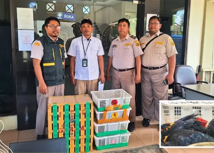 Penggagalan perdagangan ilegal burung di Tanjung Perak Surabaya. Satwa dilindungi dimasukkan boks sampai ada yang mati MOJOK.CO