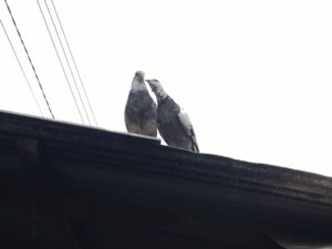 Merpati bukan hewan setia. MOJOK.CO