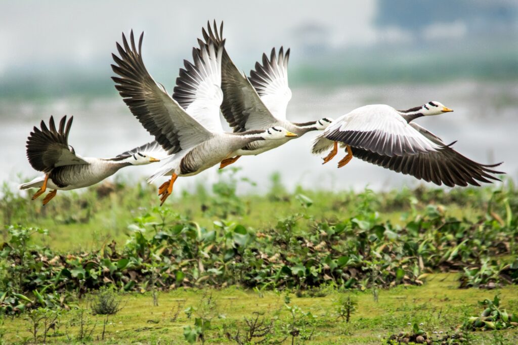 Burung bermigrasi.MOJOK.CO
