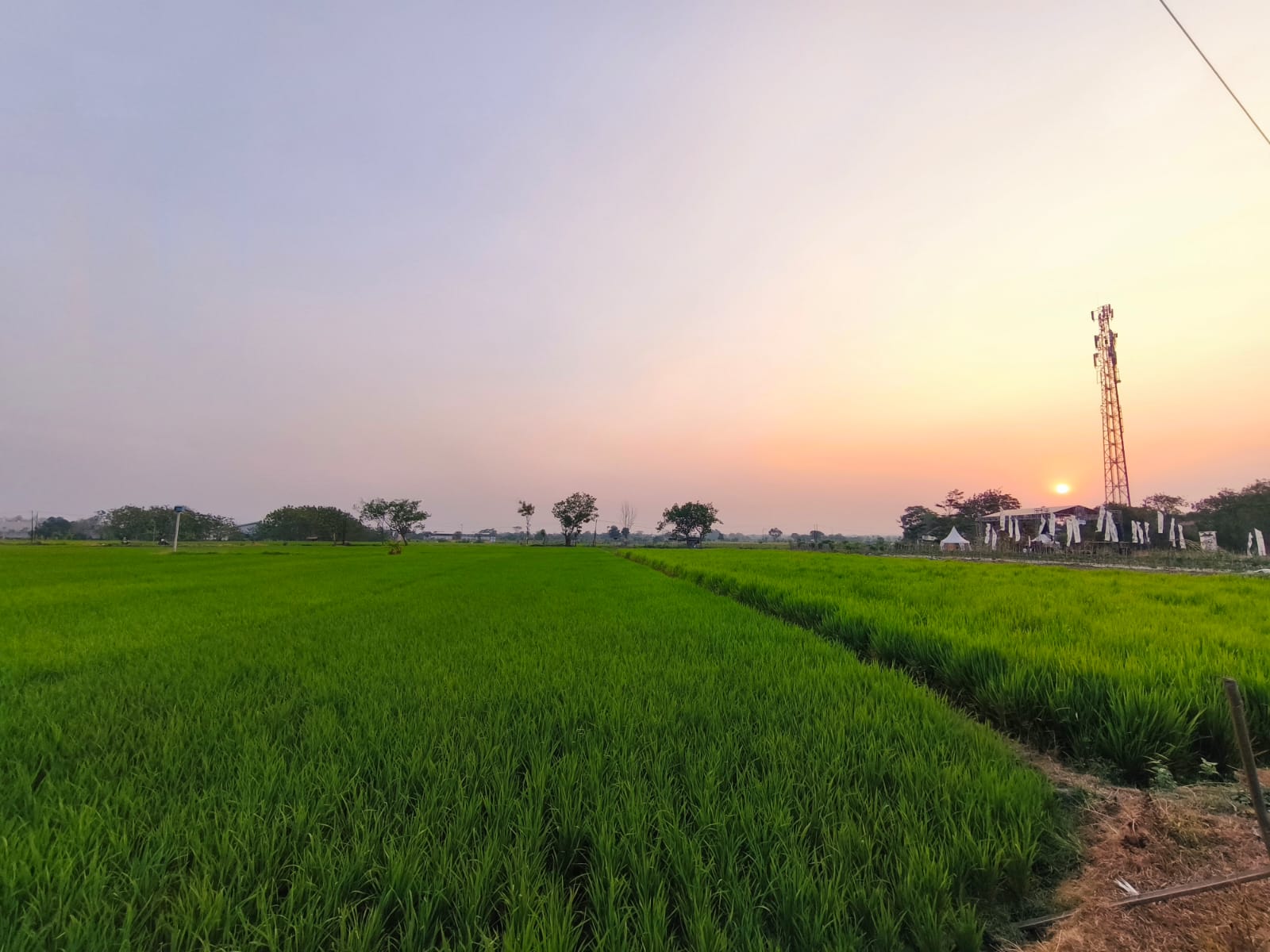 Hamparan sawah di Delanggu, Klaten MOJOK.CO
