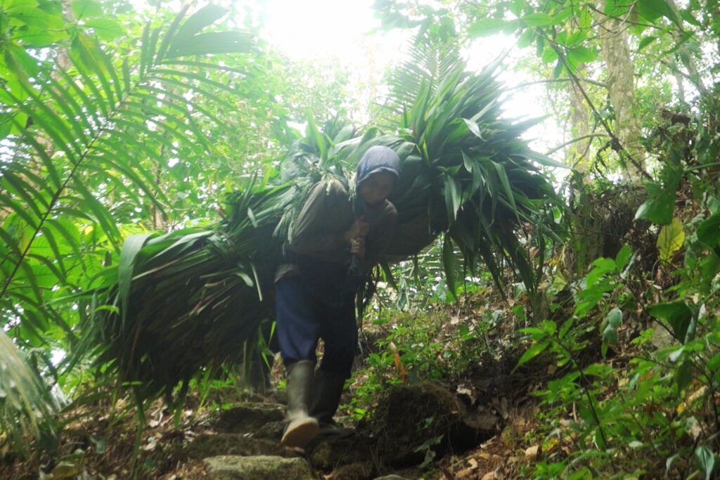 Perempuan memanggul rumput di hutan Bukit Turgo lereng Merapi. MOJOK.CO