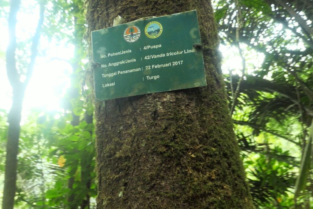 Hutan pinus. MOJOK.CO