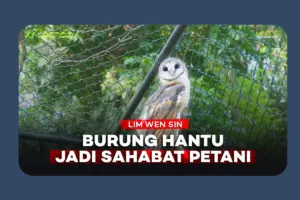 Burung Hantu Bukan Sekadar Pembasmi Tikus, tapi Juga Sahabat Petani