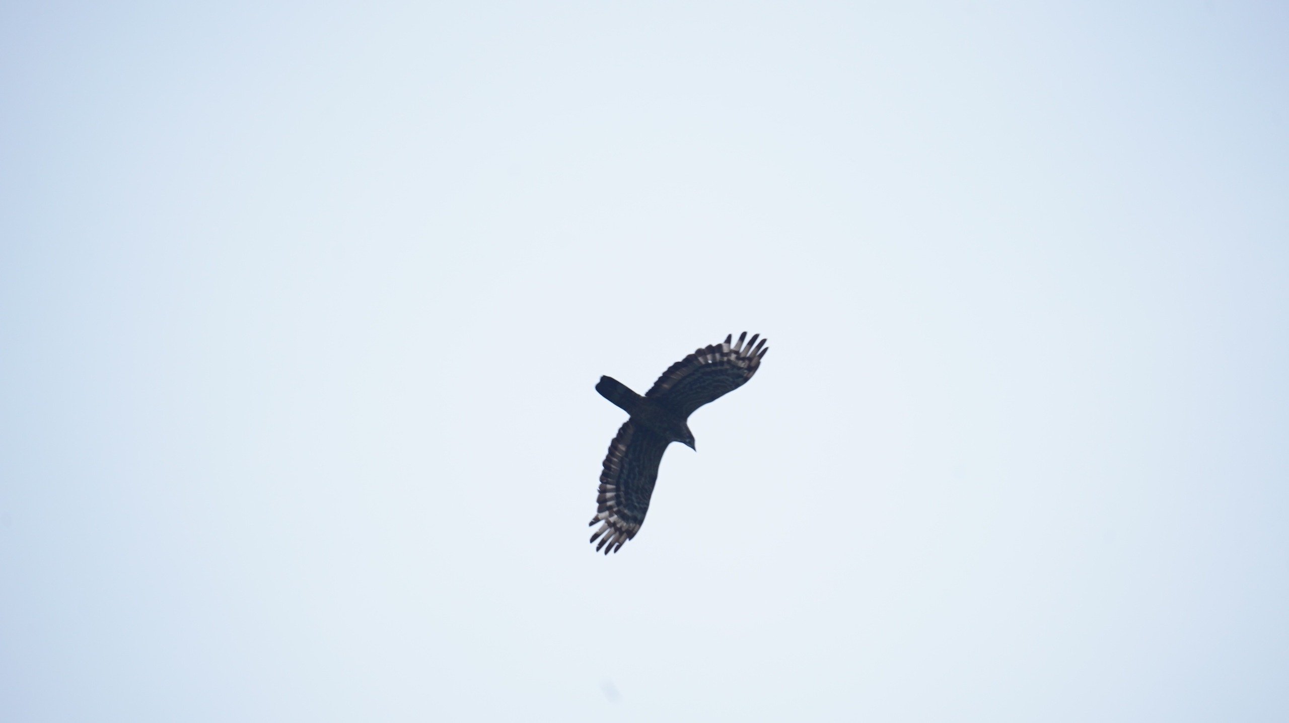 Burung Indonesia.MOJOK.CO