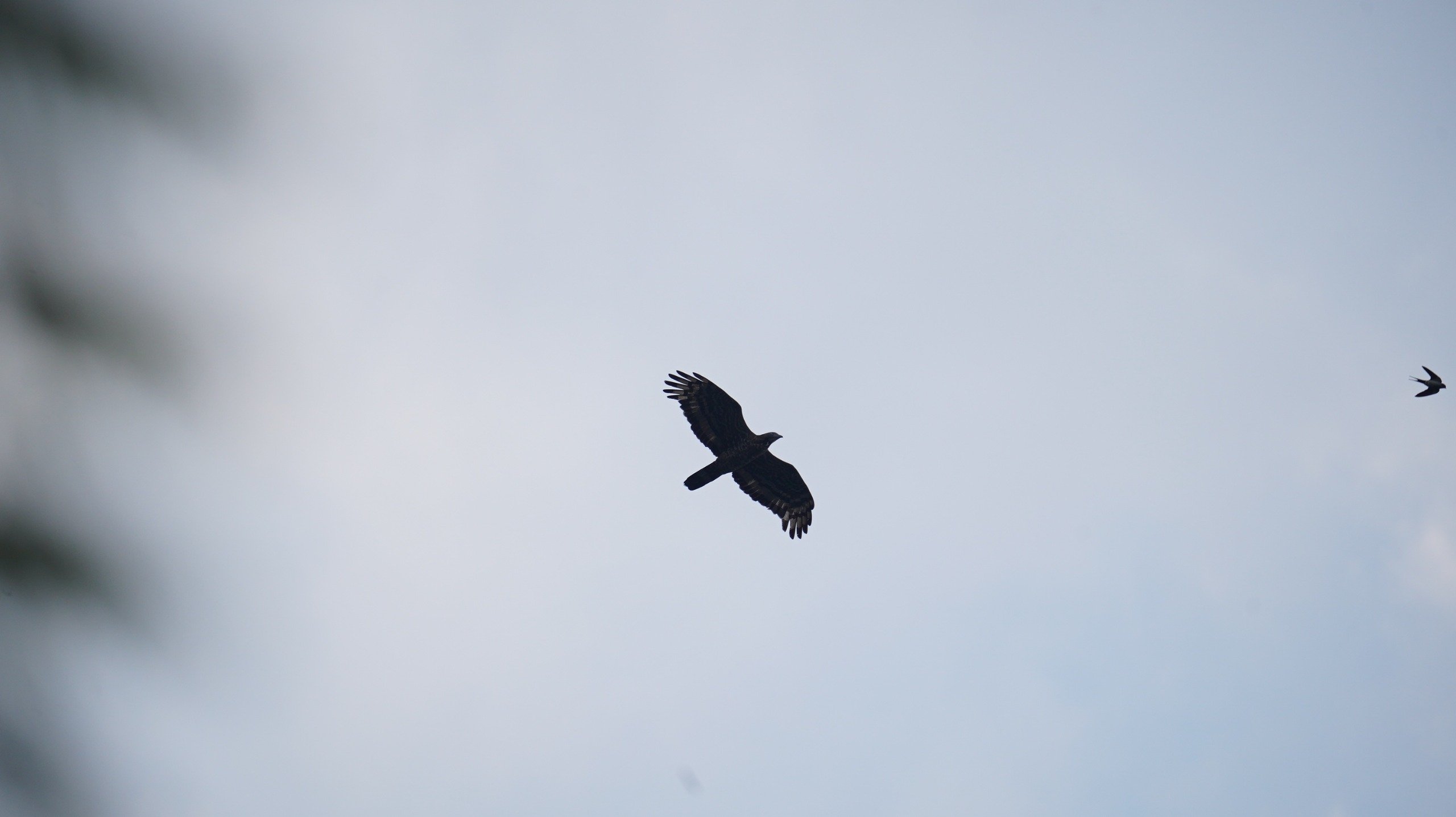 Burung Indonesia.MOJOK.CO