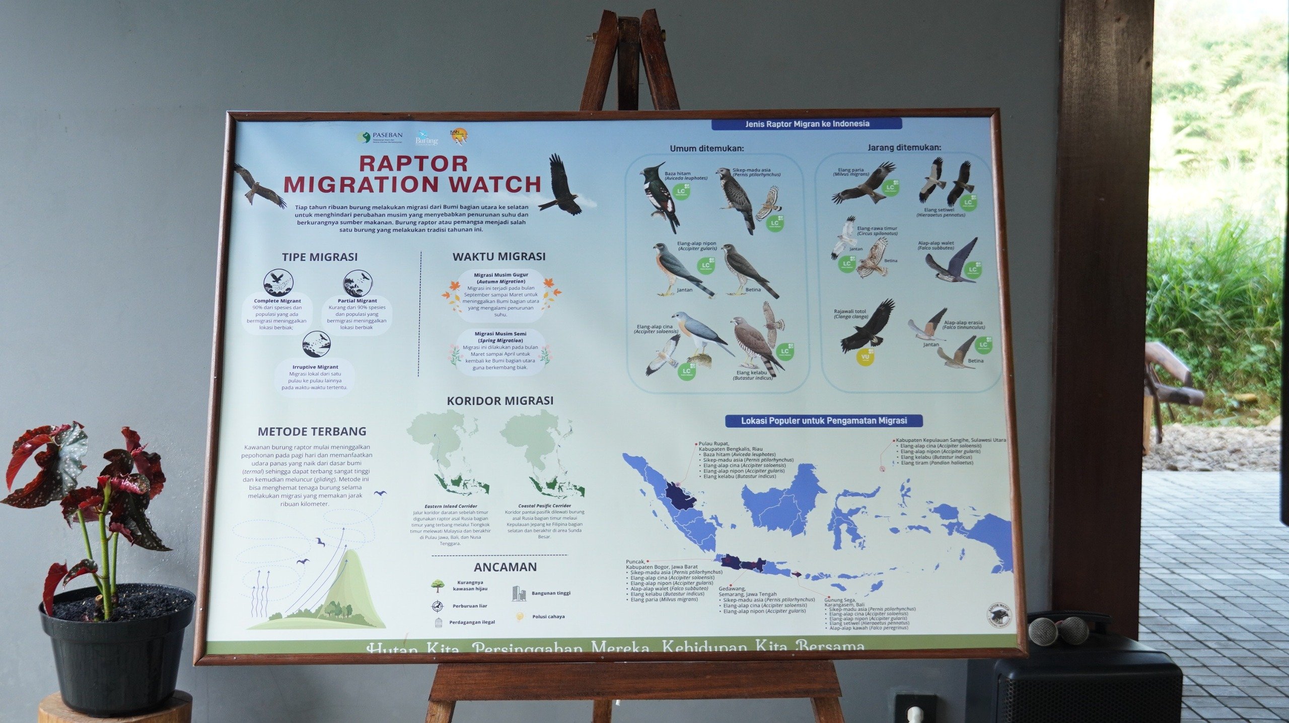 burung indonesia.MOJOK.CO